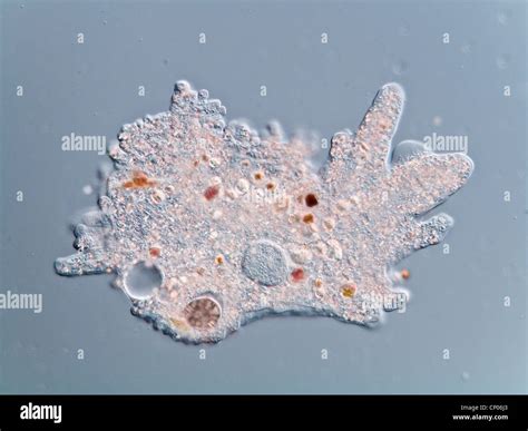  Breviata! A Microscopic Amoeba That Will Blow Your Mind With Its Strange and Wonderful Feeding Habits