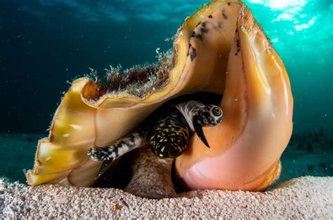   Queen Conch:  Hylkätyistä Kuorista Kasvava Merieläin, Joka Luodaan Veden Alla Ja Vietetään Elämänsä Pohja-Asukkaana!