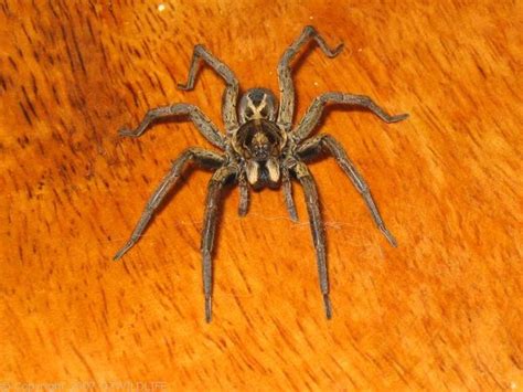  Wolf Spider: A Masterful Hunter Disguised as an Unassuming Resident