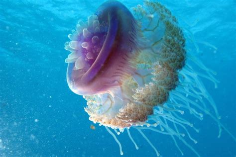  Zyzzyzus! A Jellyfish That Defies Expectations With Its Bizarre Body Structure