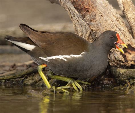  Gallinula! Ominaisuuksia ja tapoja maalla viihtyvästä lintujen ryhmästä