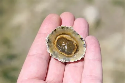  Gape-Shelled Clam: How Does This Ancient Creature With Its Remarkable Shell Filter Food From The Sea?