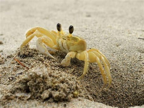  Ghost Crab:  Hämmentävä Harppi -  Tilastollisesti Toiminnot Yliluonnollisilla Tuloksilla!