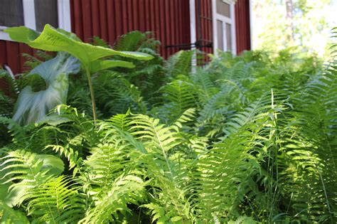  Jormakotilo: Löytöretkiä Keltaisen Merimatkan Varjossa!