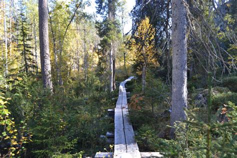  Montañasuikkula - Kietoutuva merieläin, joka kulkee hitain askelin ja jättää taakseen hillejä!