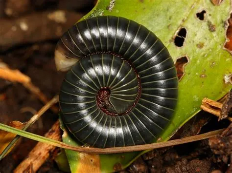  Queensland Millipede:  Experience a Tiny Land Giant with Hundreds of Legs