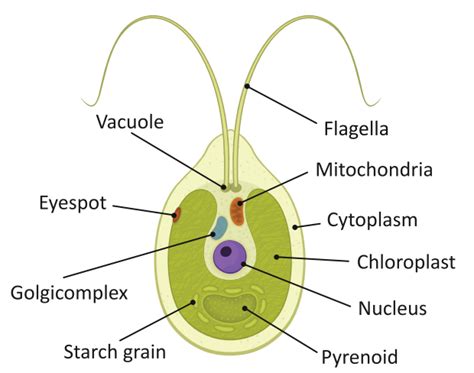  Rhodosporidium! A Unicellular Algae That Thrives on Sugars