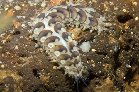  Scaleworm! A Tiny Marine Predator With Tentacles That Taste Like Sushi?